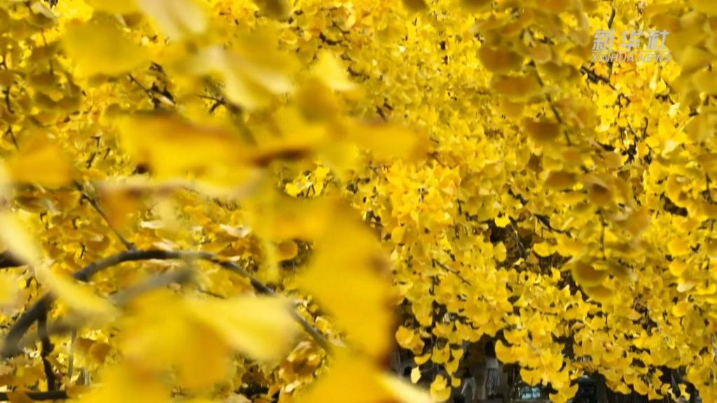 島城入畫 冬景如詩