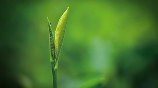 這片樹(shù)葉，改變了世界！