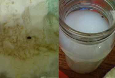 多美滋一包奶粉發(fā)現(xiàn)四只蟲(chóng) 客服稱退貨難度大