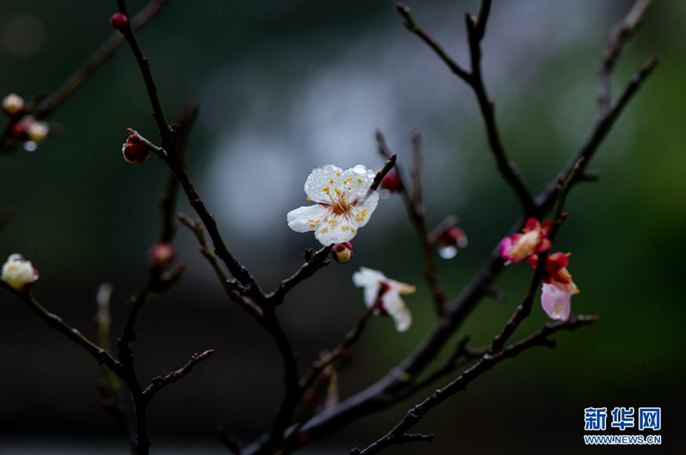 疏影橫斜，暗香浮動
