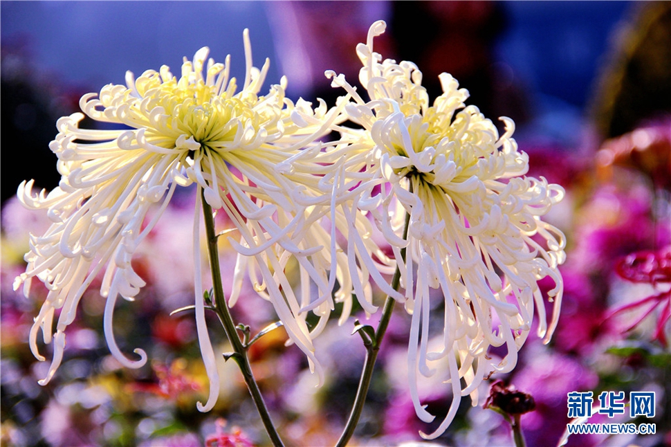 金秋時節(jié)，菊潤車城