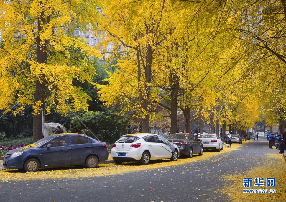 冬日暖陽，成都的銀杏已滿地