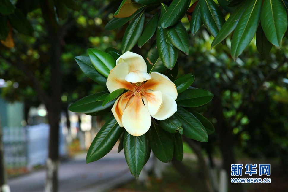 樹蔭里聞香識(shí)玉蘭