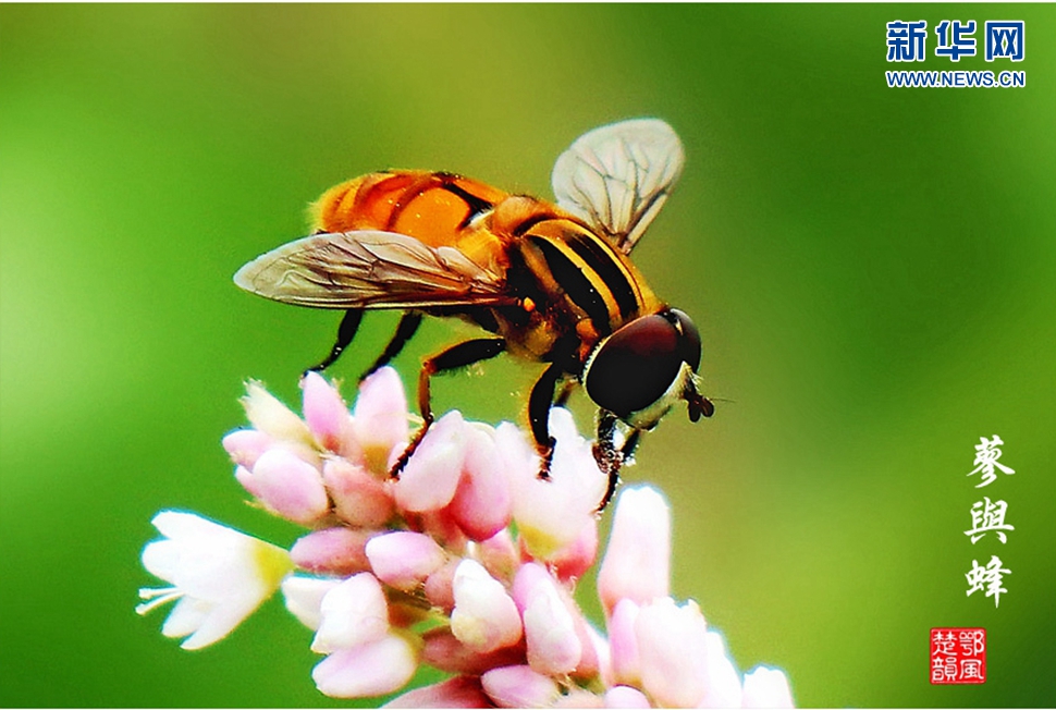 蓼與蜂、蜘蛛