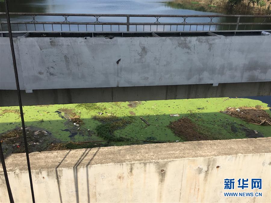 （新華視點·圖文互動）（2）上游洪水來襲下游魚蟹死亡，泄洪為何變泄污？