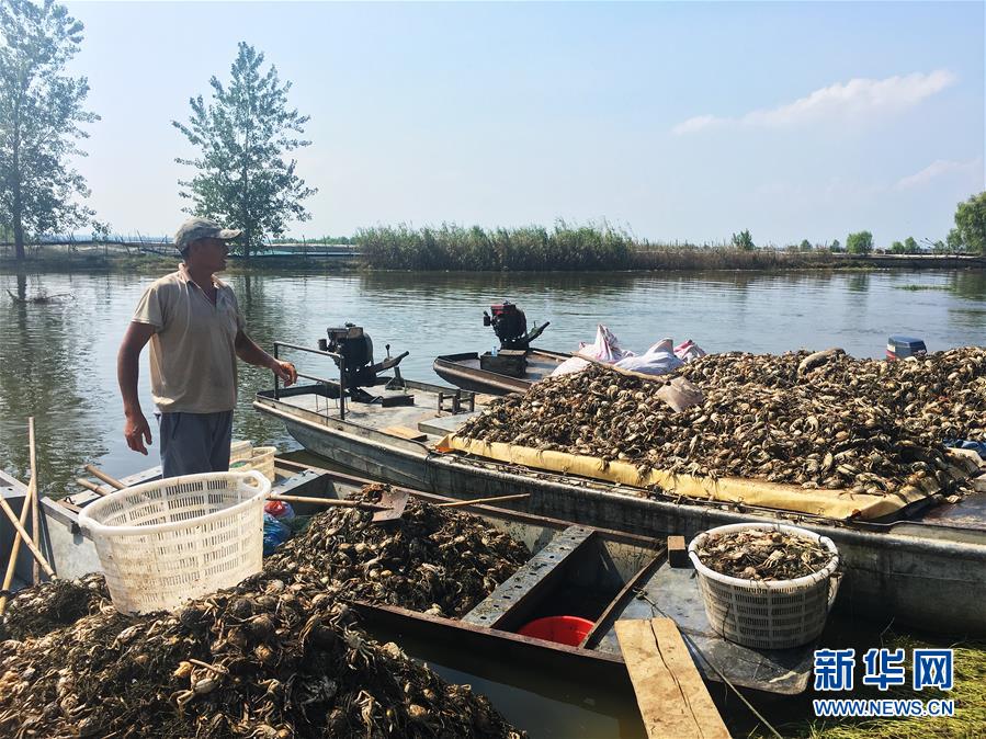 （新華視點·圖文互動）（1）上游洪水來襲下游魚蟹死亡，泄洪為何變泄污？