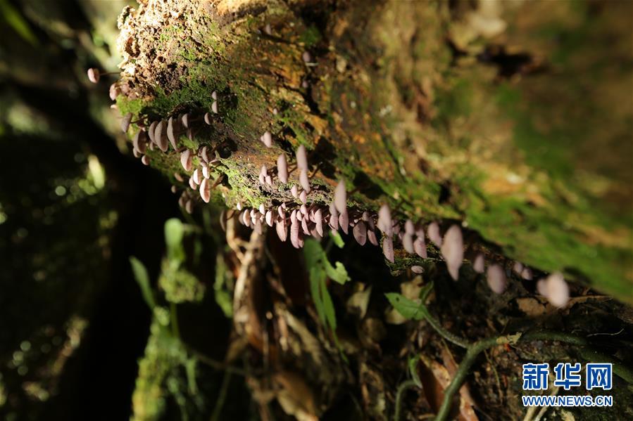 （新華全媒頭條&middot;圖文互動(dòng)）（4）歸來的雨林 