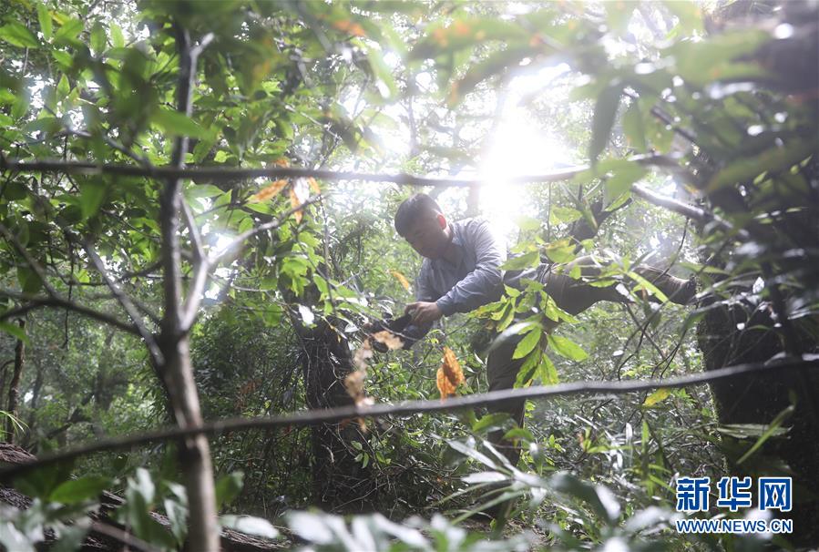 （新華全媒頭條&middot;圖文互動(dòng)）（7）歸來的雨林 