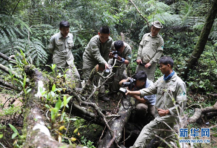 （新華全媒頭條&middot;圖文互動(dòng)）（8）歸來的雨林 