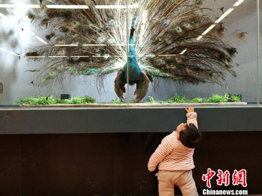 圖為展覽現(xiàn)場(chǎng)?！『h(yuǎn)航 攝