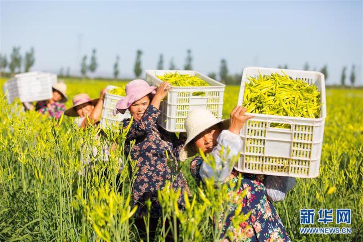 （在習(xí)近平新時(shí)代中國特色社會(huì)主義思想指引下——新時(shí)代新作為新篇章·鄉(xiāng)村振興戰(zhàn)略·圖文互動(dòng)）（1）一株忘憂草，萬家喜眉梢——山西省大同市云州區(qū)黃花產(chǎn)業(yè)扶貧觀察