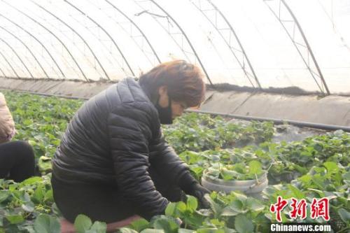 正值隆冬時節(jié)，山西省長治市長子縣天寒地凍，最低氣溫已有零下十幾度，當?shù)氐氖卟舜笈飪?nèi)卻“春意盎然”、生機勃勃?！⊥蹙S寧 攝