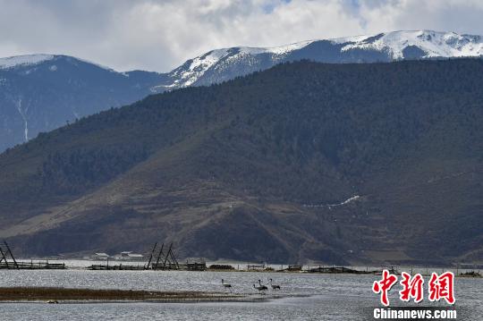 圖為在納帕海濕地棲息的候鳥?！⑷疥?攝