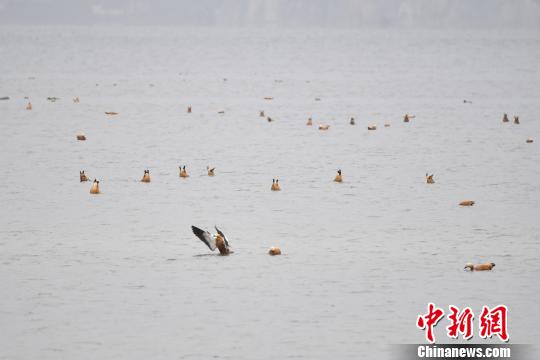 圖為在納帕海濕地棲息的候鳥?！⑷疥?攝