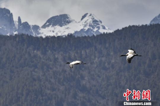 圖為在納帕海濕地上空飛翔的黑頸鶴?！⑷疥?攝