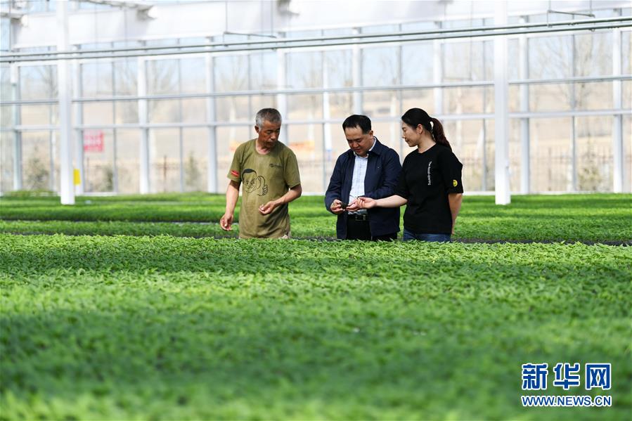 （壯麗70年　奮斗新時(shí)代&mdash;&mdash;推動(dòng)高質(zhì)量發(fā)展調(diào)研行&middot;圖文互動(dòng)）（2）黑龍江賓縣：&ldquo;北菜南銷(xiāo)&rdquo;演繹結(jié)構(gòu)調(diào)整&ldquo;大文章&rdquo; 