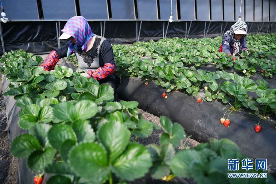 （壯麗70年　奮斗新時(shí)代&mdash;&mdash;推動(dòng)高質(zhì)量發(fā)展調(diào)研行&middot;圖文互動(dòng)）（7）黑龍江賓縣：&ldquo;北菜南銷(xiāo)&rdquo;演繹結(jié)構(gòu)調(diào)整&ldquo;大文章&rdquo; 