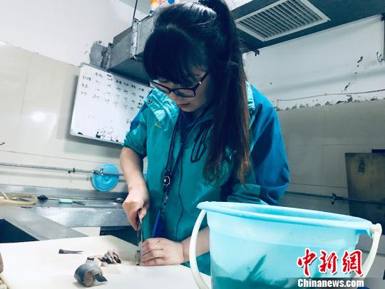 于雅麗在餌料操作間，準(zhǔn)備著動(dòng)物們的食物。　艾慶龍 攝