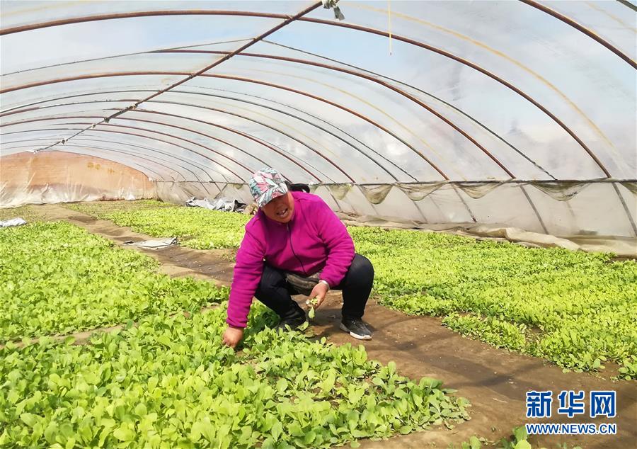 （在習(xí)近平新時代中國特色社會主義思想指引下——新時代新作為新篇章·圖文互動）（3）“黑三星村”緣何變成示范村？——東北一小村莊的脫貧振興路 
