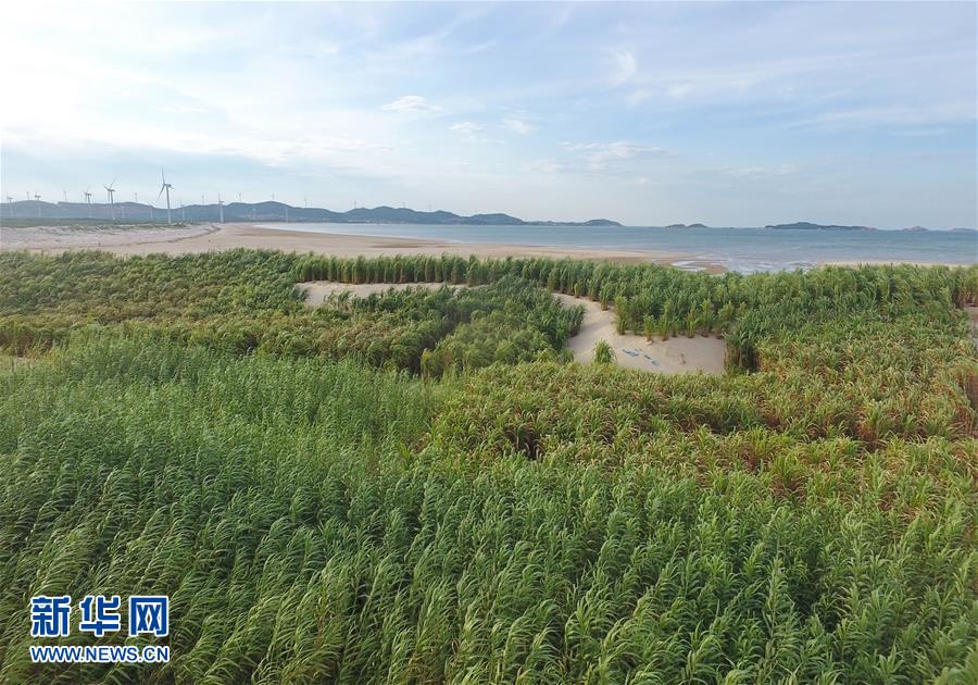 （不忘初心、牢記使命·圖文互動）（2）拳拳寸草心 濃濃報國情——記“菌草之父”林占熺