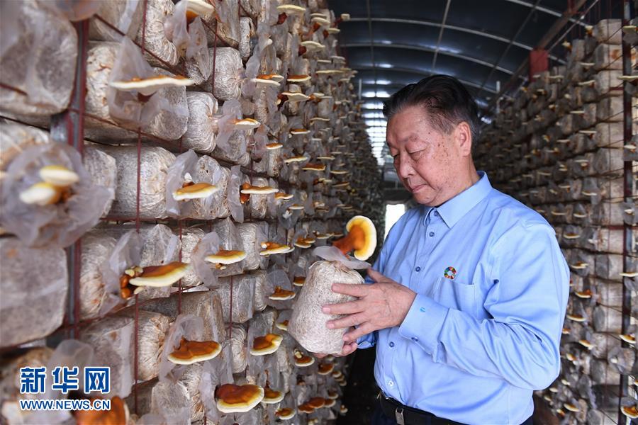 （不忘初心、牢記使命·圖文互動）（1）拳拳寸草心 濃濃報國情——記“菌草之父”林占熺