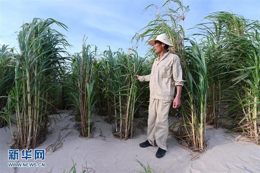 （不忘初心、牢記使命·圖文互動）（3）拳拳寸草心 濃濃報國情——記“菌草之父”林占熺
