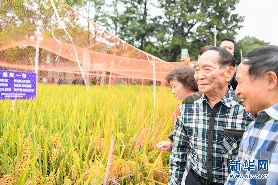 （圖文互動）（4）1046.3公斤！袁隆平第三代雜交水稻首次公開測產(chǎn)