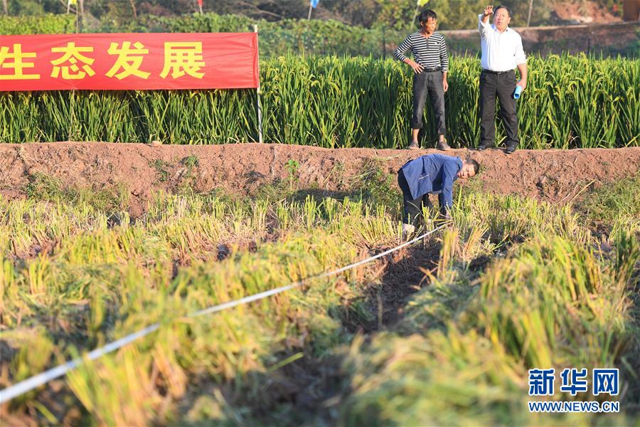 （圖文互動）（6）1046.3公斤！袁隆平第三代雜交水稻首次公開測產(chǎn)