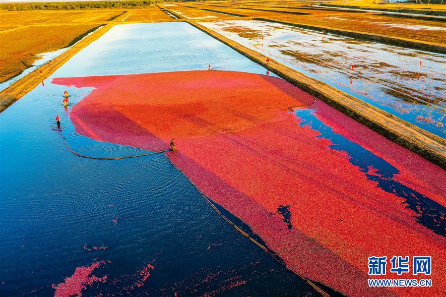 （脫貧攻堅(jiān)&middot;圖文互動(dòng)）（2）中國(guó)東極故事之五：蔓越莓為什么這樣紅？