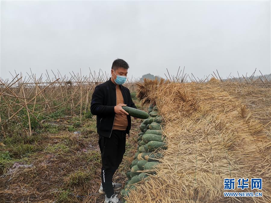 （聚焦疫情防控·圖文互動(dòng)）（1）“得知要送武漢 凌晨出來摘菜”——中國(guó)“南菜園”廣西全力抗疫保供應(yīng)