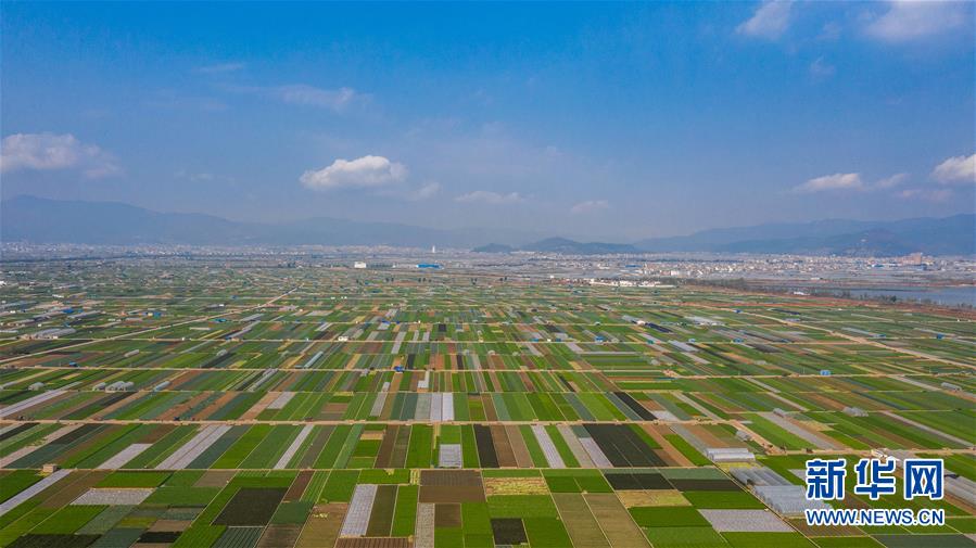 （抓好春耕備耕 穩(wěn)住農(nóng)業(yè)生產(chǎn)·圖文互動(dòng)）（5）“栽種的是菜苗，收獲的是希望”——云南蔬菜集散地通?？h春耕見(jiàn)聞 