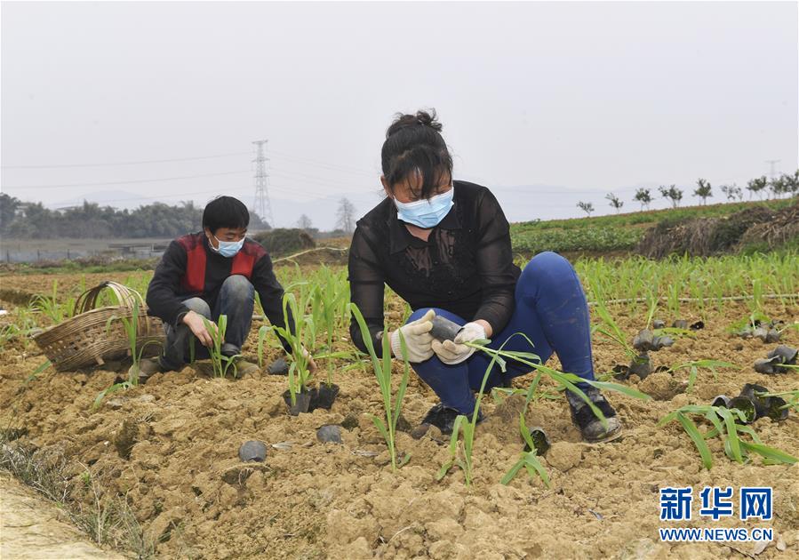 （在習(xí)近平新時(shí)代中國特色社會主義思想指引下——新時(shí)代新作為新篇章·習(xí)近平總書記關(guān)切事·圖文互動(dòng)）（5）為農(nóng)田注入硬核生產(chǎn)力——一些地方春耕中農(nóng)業(yè)科技創(chuàng)新掃描