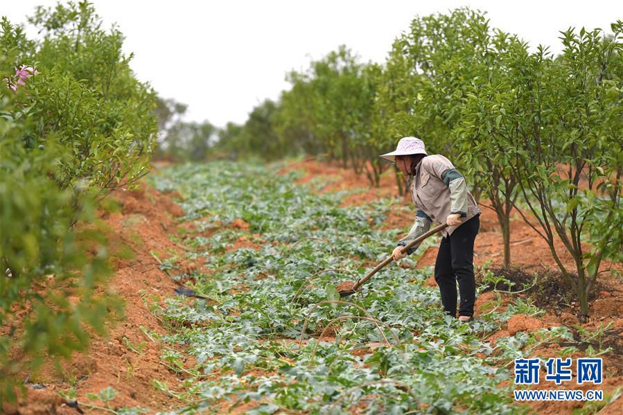 （抓好春耕備耕 穩(wěn)住農(nóng)業(yè)生產(chǎn)·圖文互動）（5）農(nóng)時(shí)不等人 扶貧不能拖——種瓜大村春耕生產(chǎn)見聞 