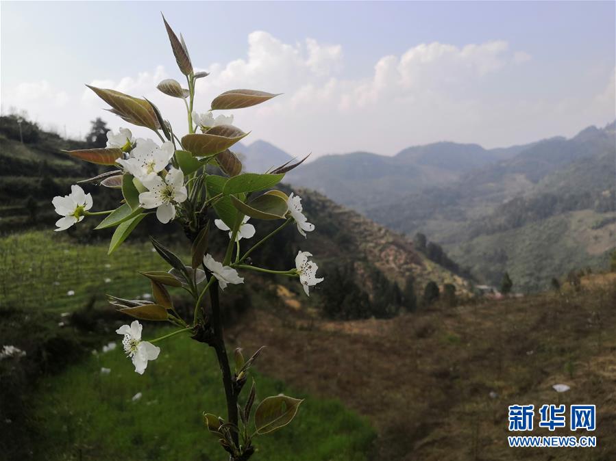 （決戰(zhàn)決勝脫貧攻堅(jiān)·圖文互動(dòng)）（1）寄相思，償夙愿——5封清明“家書”里的決戰(zhàn)決勝信念