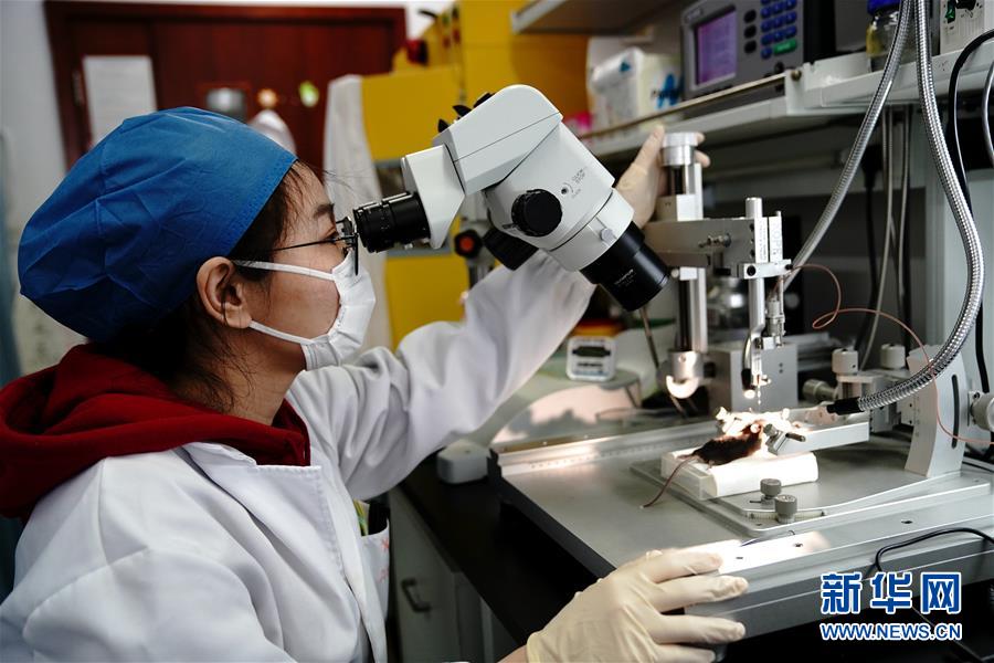（圖文互動）（2）攻擊行為如何被大腦控制？科學家在小鼠大腦中發(fā)現(xiàn)“調(diào)節(jié)開關(guān)”