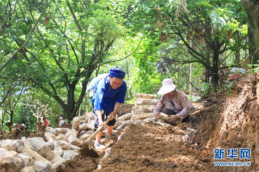 (決戰(zhàn)決勝脫貧攻堅(jiān)·圖文互動(dòng))(3)問林下要地 助“新市民”就業(yè)增收