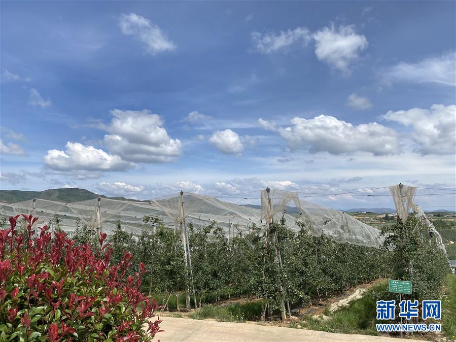 （決戰(zhàn)決勝脫貧攻堅(jiān)·圖文互動(dòng)）（3）高原紅了，日子好了——貴州海拔最高縣發(fā)展蘋果產(chǎn)業(yè)見聞