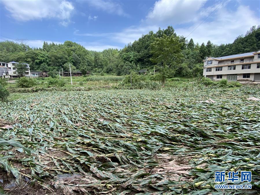 （防汛抗洪·圖文互動(dòng)）（4）山洪襲來(lái)前，澧水河畔大轉(zhuǎn)移