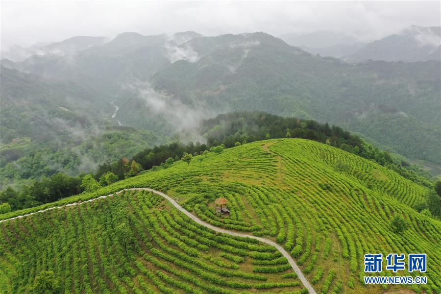 （走向我們的小康生活·圖文互動）（8）綠了青山，紅了日子——秦巴山區(qū)群眾繪出小康“調(diào)色板”