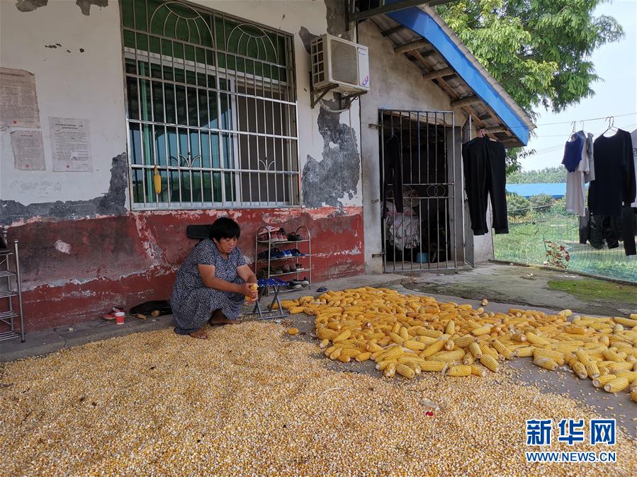 （新華視點(diǎn)·聚焦餐桌外的浪費(fèi)·圖文互動(dòng)）（3）農(nóng)戶儲(chǔ)糧損失達(dá)8%！設(shè)施普遍簡陋，蟲害霉變堪憂