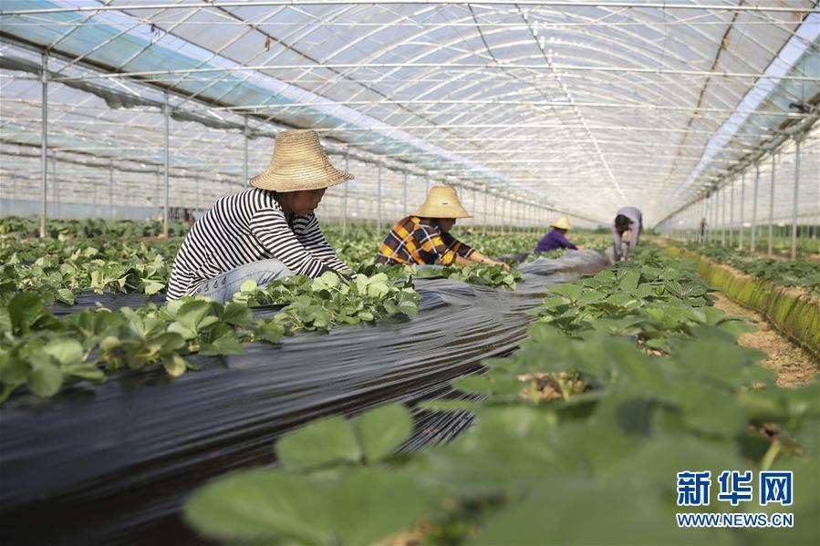（新華全媒頭條·決戰(zhàn)決勝脫貧攻堅·督戰(zhàn)未摘帽貧困縣·圖文互動）（12）不獲全勝，決不收兵——全國52個掛牌督戰(zhàn)貧困縣脫貧攻堅紀實
