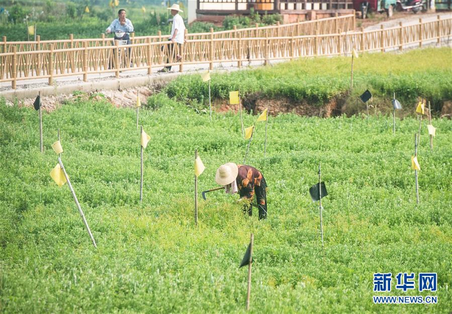 （新華全媒頭條·走向我們的小康生活·圖文互動(dòng)）（9）特殊之年，荊楚大地書寫不平凡的答卷