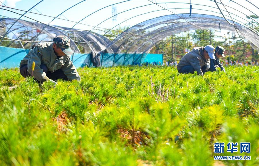 （在習(xí)近平新時代中國特色社會主義思想指引下——新時代新作為新篇章·習(xí)近平總書記關(guān)切事·圖文互動）（8）綠意，在黃沙中鋪展——我國防沙治沙紀(jì)實
