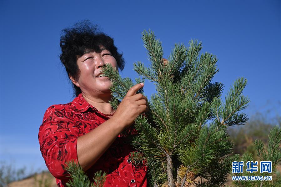 （在習(xí)近平新時代中國特色社會主義思想指引下——新時代新作為新篇章·習(xí)近平總書記關(guān)切事·圖文互動）（5）綠意，在黃沙中鋪展——我國防沙治沙紀(jì)實
