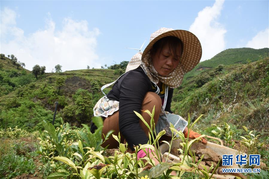 （新華全媒頭條·圖文互動(dòng)）（14）初夏，循著總書記的腳步探訪產(chǎn)業(yè)扶貧新事