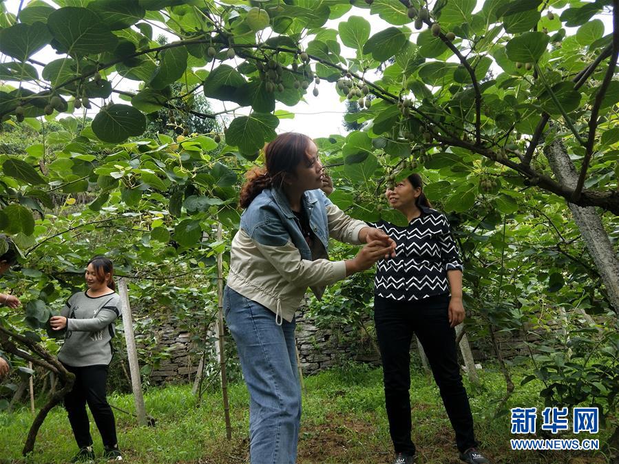 （新華全媒頭條·圖文互動(dòng)）（10）初夏，循著總書記的腳步探訪產(chǎn)業(yè)扶貧新事