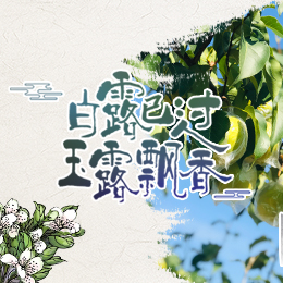 白露已過，玉露飄香