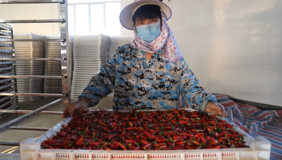 你怎么“辣”么好看！小辣椒映紅脫貧路
