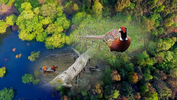 世界地球日丨神奇珍稀動物在哪里？車八嶺國家級自然保護區(qū)走一波