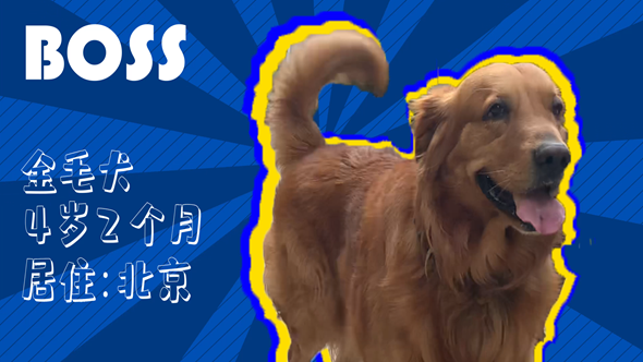 有效拴繩&科學(xué)遛狗——如何文明養(yǎng)犬？“撿屎官”們快看過來！